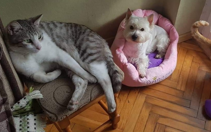 Zbiórka Maja kontra chłoniak - zdjęcie główne