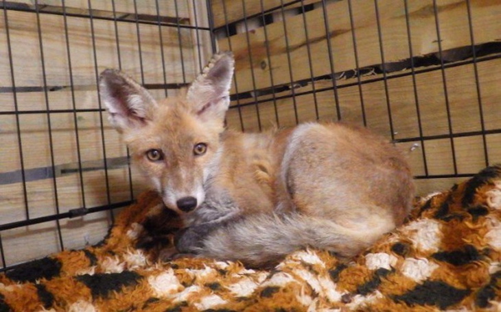 Zbiórka Pogotowie dla dzikich zwierząt - zdjęcie główne