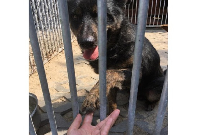 Zbiórka Karma dla zwierzaków z schronisk - zdjęcie główne