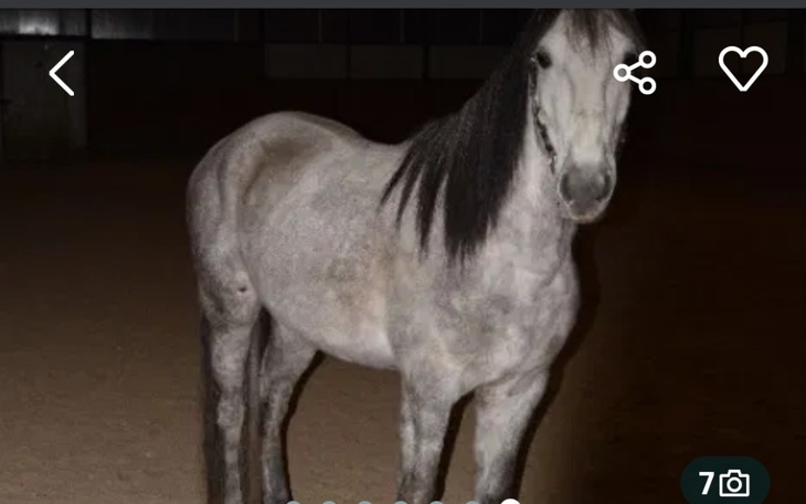 Zbiórka Na wymarzonego i pięknego konia - zdjęcie główne