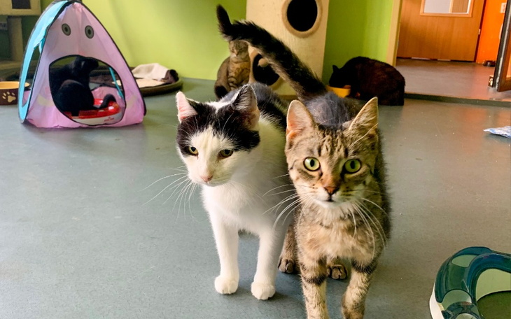 Zbiórka Mruczarnia czerwiec - zdjęcie główne