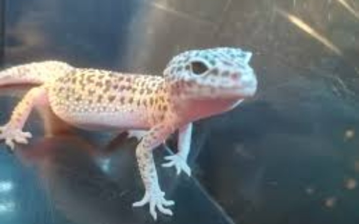 Zbiórka na przyjaciela, gekon lampardzi - zdjęcie główne