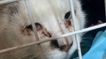 Zbiórka Jedyna szansa dla Kropka - miniaturka zdjęcia