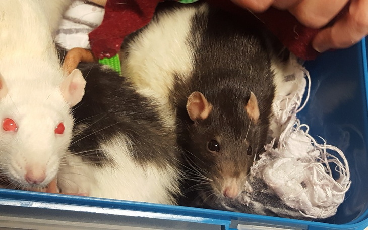 Zbiórka Frelki i Guziczki - zdjęcie główne