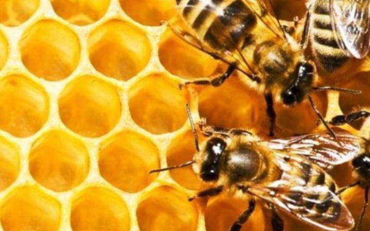 Zbiórka Adopcja pszczół - zdjęcie główne