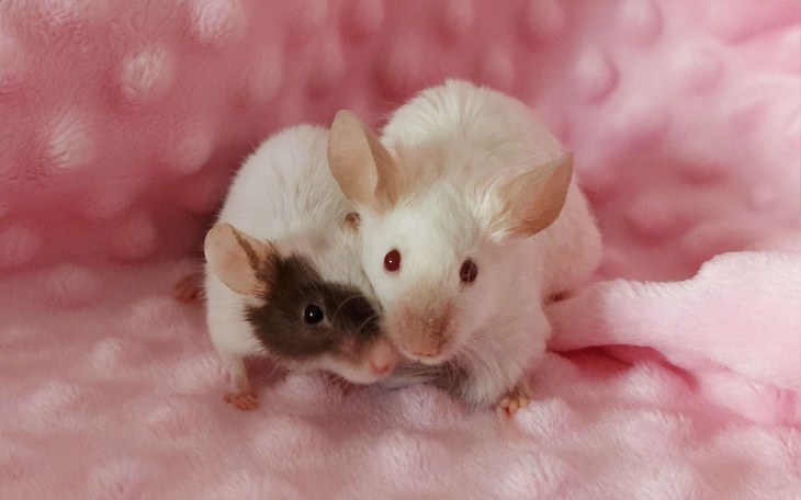 Zbiórka Na leczenie Lian i Chimery - zdjęcie główne