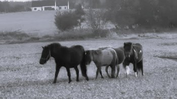 Zbiórka 4 porzucone kucyki - POMOCY! - miniaturka zdjęcia