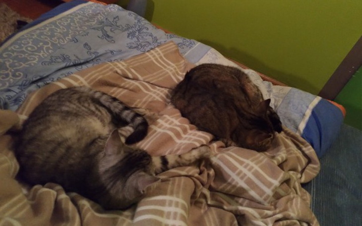 Zbiórka Miecio i Gucio - zdjęcie główne