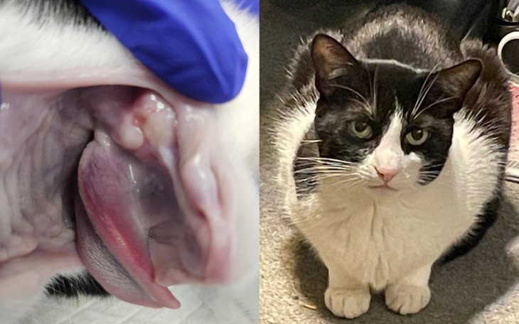 Zdjęcie kota z wyraźnymi cechami rasy.