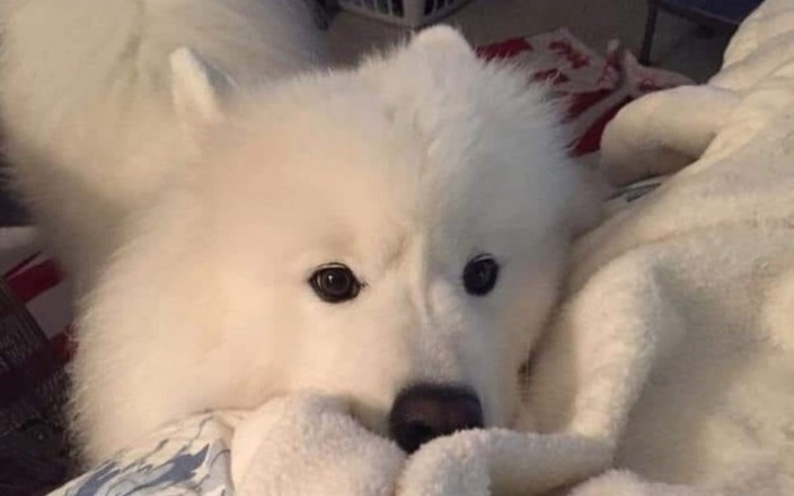 Zbiórka pies dla rodziny - zdjęcie główne