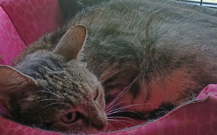 Zbiórka Kotka ze stada kotów z Naratowa - zdjęcie główne