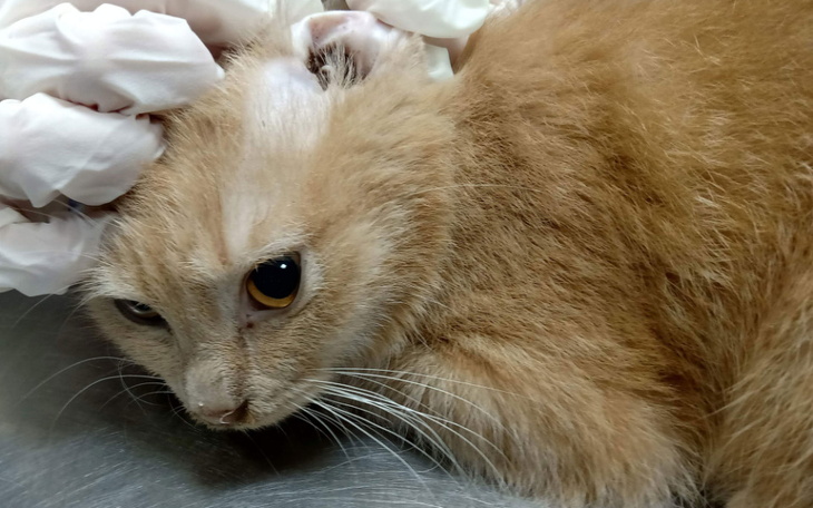 Zbiórka Koty z odzysku - zdjęcie główne