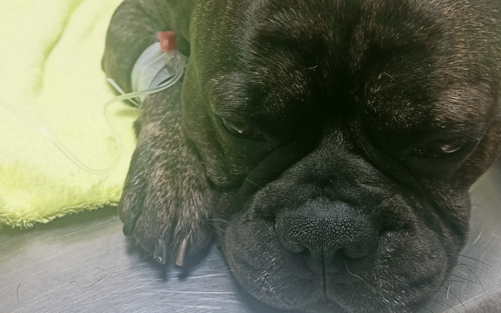 Zbiórka Operacja kręgosłupa Odysa - zdjęcie główne