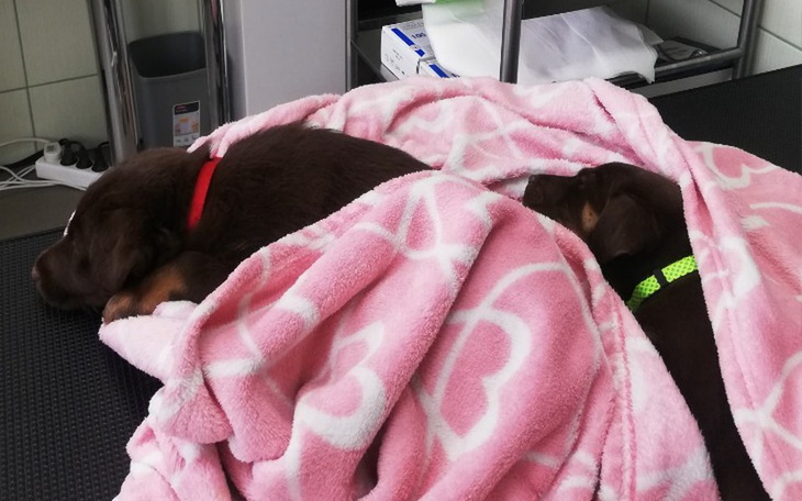 Zbiórka Znów mamy parwo Pomocy - zdjęcie główne