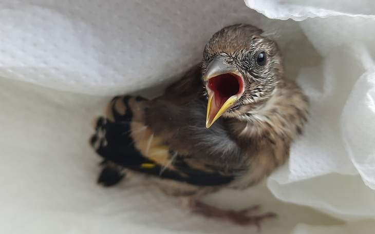 Zbiórka Maluszki - wróbelki i gruszki - zdjęcie główne