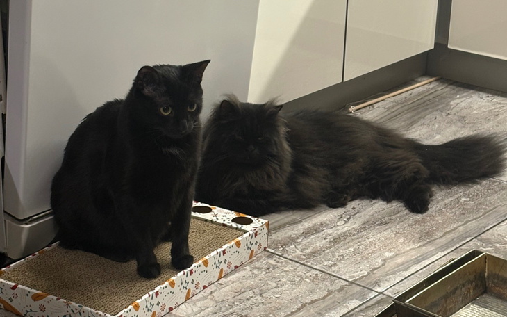 Dwa czarne koty odpoczywają w kuchni na podłodze.