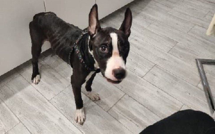 Zbiórka Zagłodzony Amstaff - zdjęcie główne