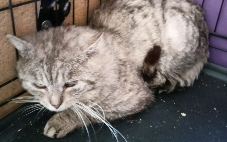 Zbiórka Silver prosi o nowe życie - zdjęcie główne