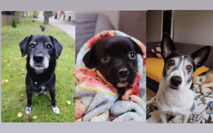 Zbiórka Na leczenie psiaków z DCD - zdjęcie główne