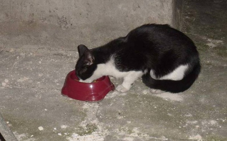 Zbiórka Dokarmianie niczyich kotów - zdjęcie główne