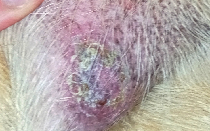 Zbiórka Opłaty za leczenie psa - zdjęcie główne