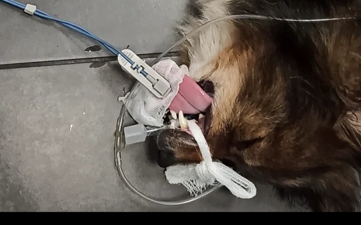 Pies w trakcie leczenia, z podłączonymi rurkami i opatrunkami.