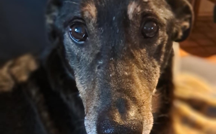 Zbliżenie na psa z wyrazistymi oczami, leżącego na podłodze.