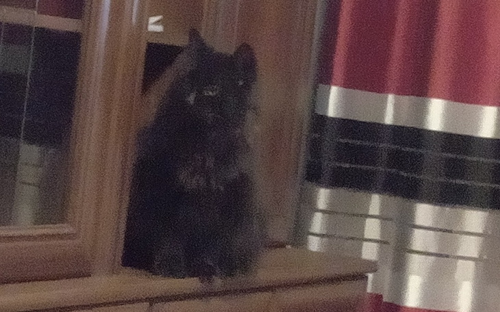 Zbiórka Zbiórka na karmę dla dwóch kotów - zdjęcie główne