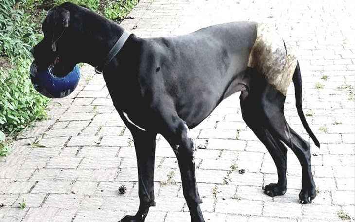 Zbiórka Walka o sprawność Bruna - zdjęcie główne