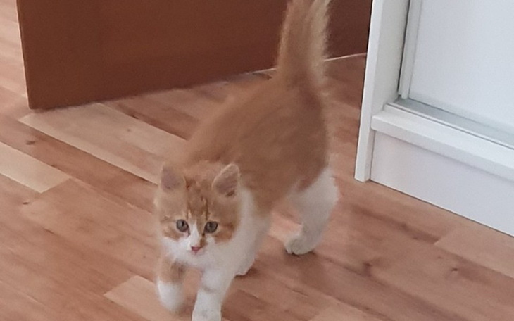 Zbiórka Kotka bez operacji nie przeżyje - zdjęcie główne