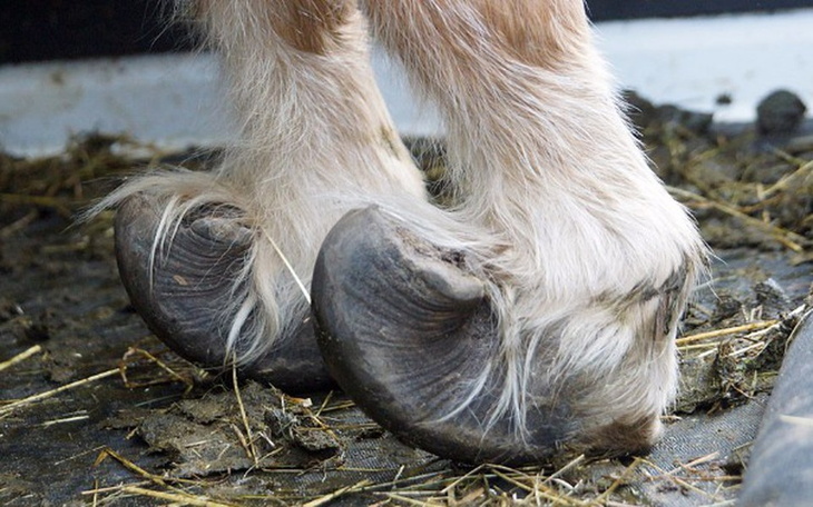 Zbiórka Kucyk i jego dramat - zdjęcie główne