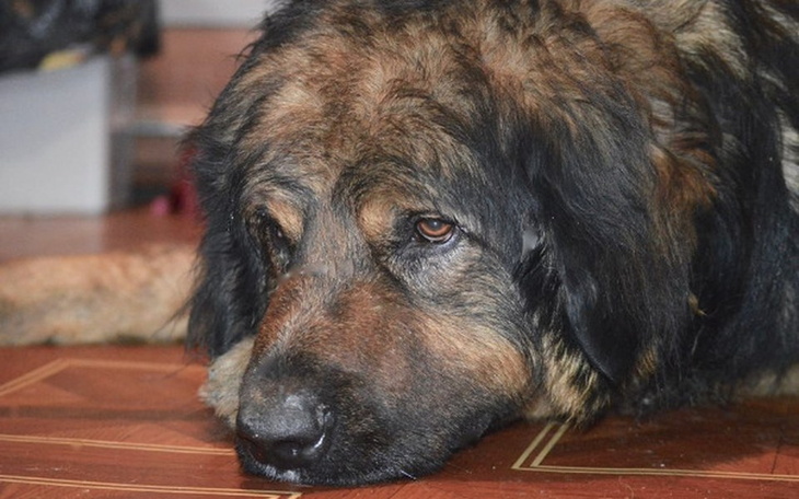 Smutny pies leżący na podłodze.