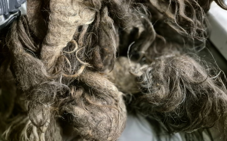 Zbiórka Skrajnie zaniedbany pies jak mop - zdjęcie główne