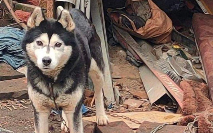 Zbiórka Transport psa ze złych warunków - zdjęcie główne