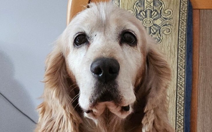 Zbiórka Operacja usunięcia guza u Sali - zdjęcie główne