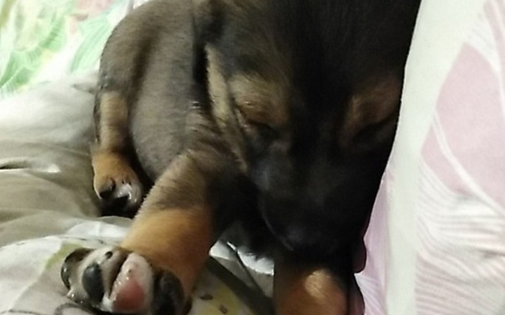 Zbiórka Leczenie mojego kochanego pieska - zdjęcie główne