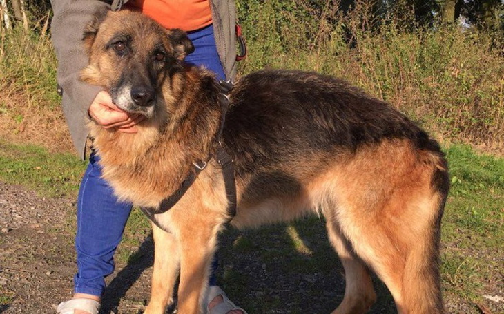 Pies w objęciach właściciela, gotowy na spacer.