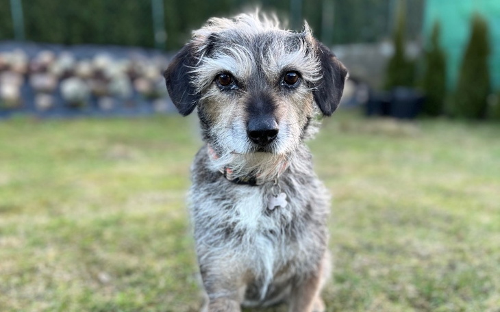 Pies patrzy w obiektyw na zielonej trawie.