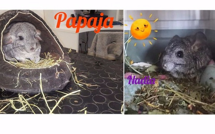 Zbiórka Adoptuj Szynszyla :-) - zdjęcie główne