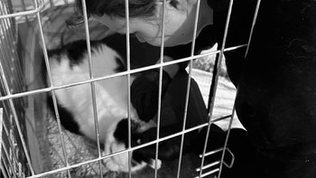 Zbiórka Druga szansa - miniaturka zdjęcia