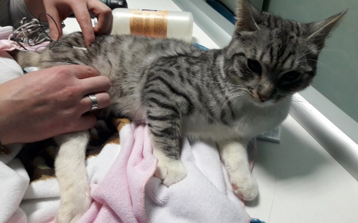 Zbiórka Pomóż Citkowi stanąć na łapki - zdjęcie główne