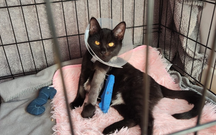 Zbiórka Jagoda - zabieg ortopedyczny - zdjęcie główne