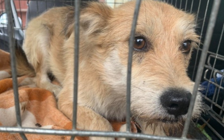 Zbiórka Przerażony i miesiącami bezdomny - zdjęcie główne