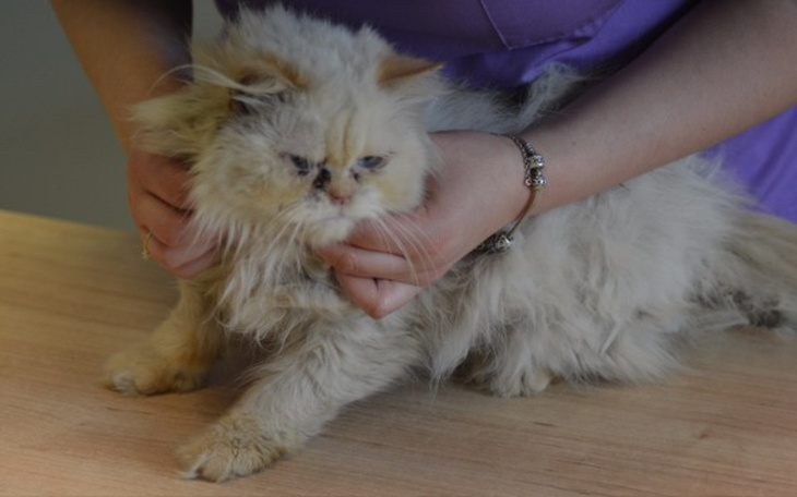 Perski kot trzymany przez osobę, z nieco zdezorientowanym wyrazem twarzy.