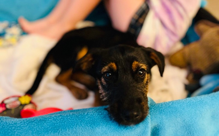 Czarny piesek leżący na kocu, z radosnym wyrazem twarzy.