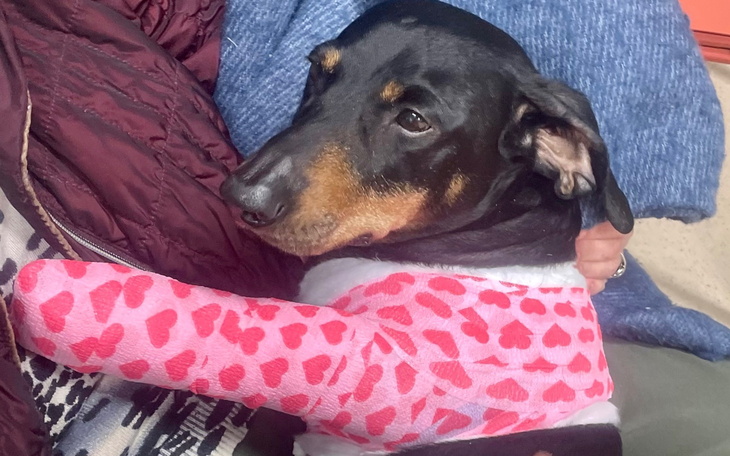 Pies w różowym opatrunku, siedzący na kolanach właściciela.