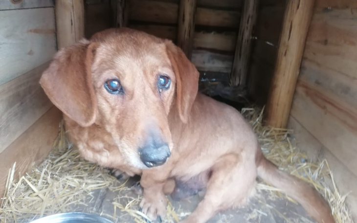 Zbiórka Całe życie spędził na łańcuchu - zdjęcie główne