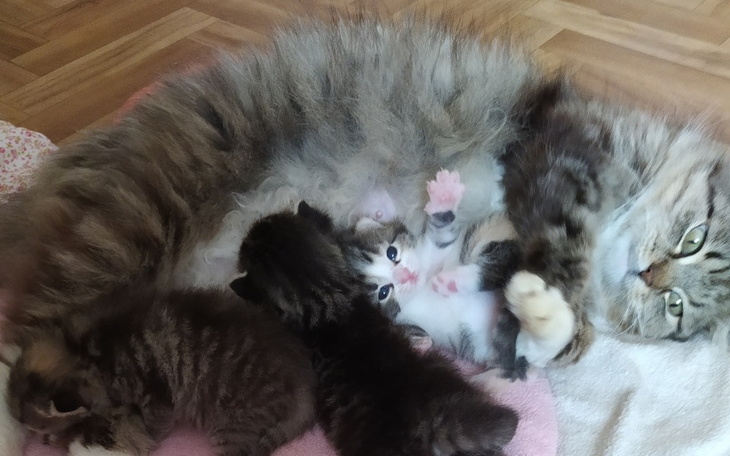 Zbiórka Kocia rodzinka w potrzebie - zdjęcie główne