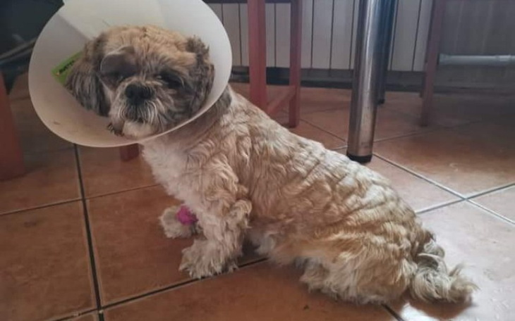 Zbiórka Chore oczko Riczka - zdjęcie główne