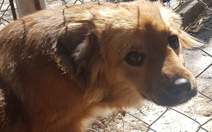 Pies z brązowym futrem, patrzący w stronę obiektywu.